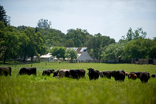 Cows grazing in a pasture