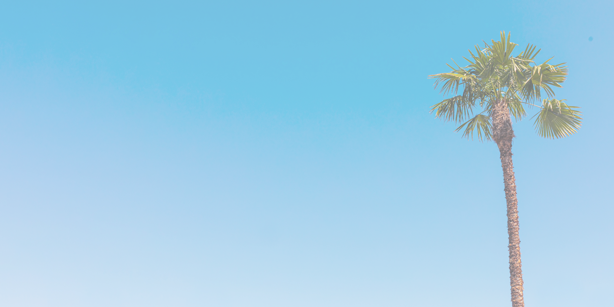 blue sky and palm tree