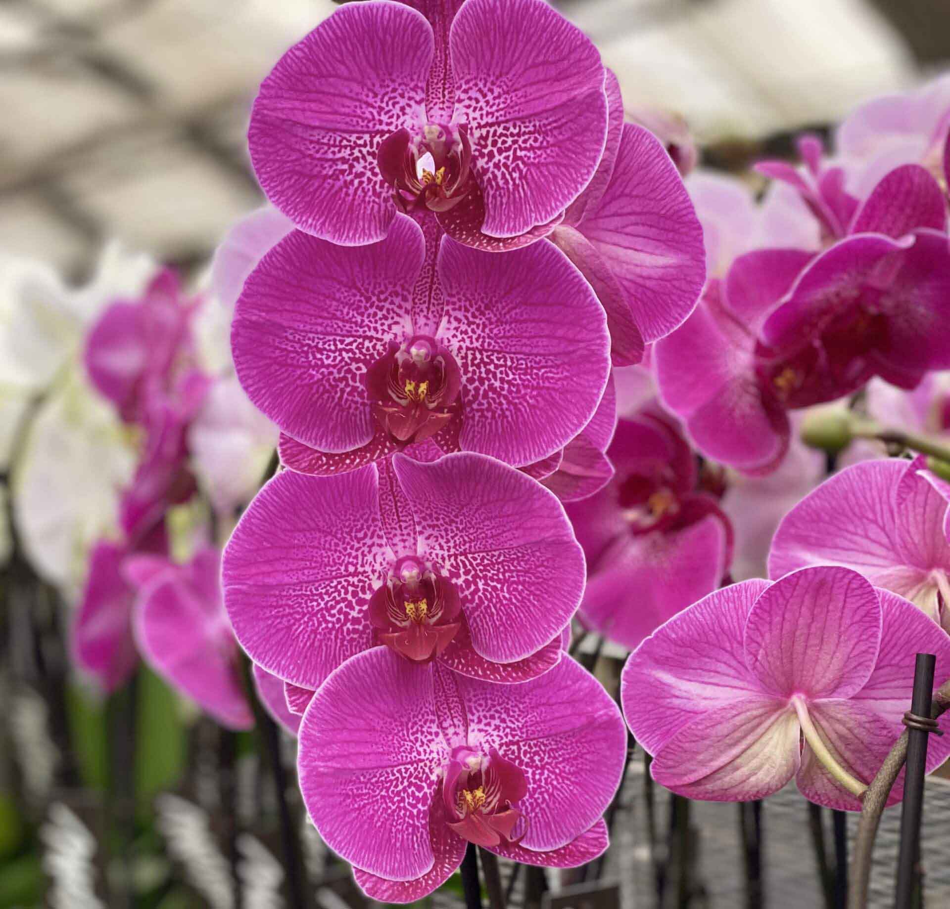 Matsui Nursery 